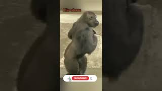 Download lagu belly dance music simpanse joget !! gorila,monyet lucu #feedshorts #shortsvideo #shorts mp3 Download lagu belly dance music simpanse joget !! gorila,monyet lucu #feedshorts #shortsvideo #shorts mp3
