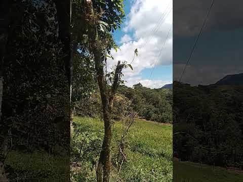 vereda Monjas en oiba Santander #viral #turismo #viralvideo #naturaleza #viralshort #travesia