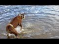 Boxer Dog Running Backwards In Water!! MUST SEE SO FUNNY!!