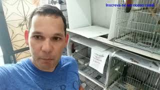 Separando os filhotes da mãe