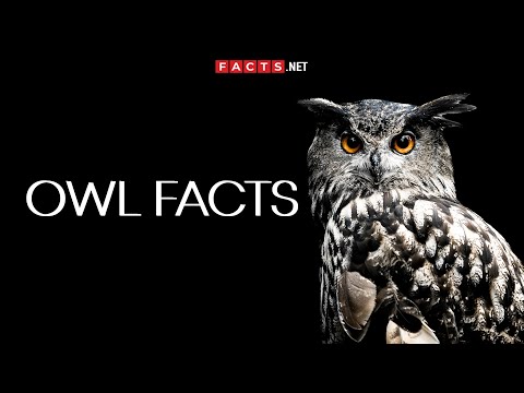 Mysterious OWL FACTS You Can't Miss!