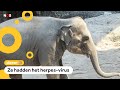 Drie olifanten overleden in dierentuin in Zwitserland