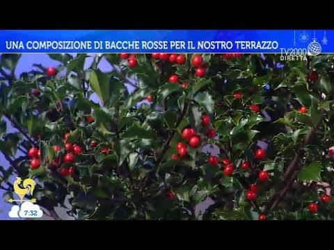 , title : 'Le bacche rosse per il nostro Natale'