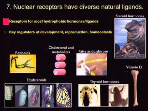 Joe Thornton - Diversity of Biochemical Signaling Mechanisms