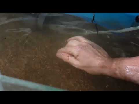 Harvesting my blackworm culture!