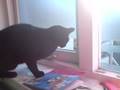 Catfight Through Window