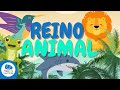 Reino animal