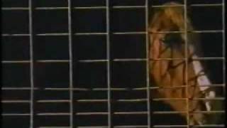 Lovemongers - Battle of Evermore