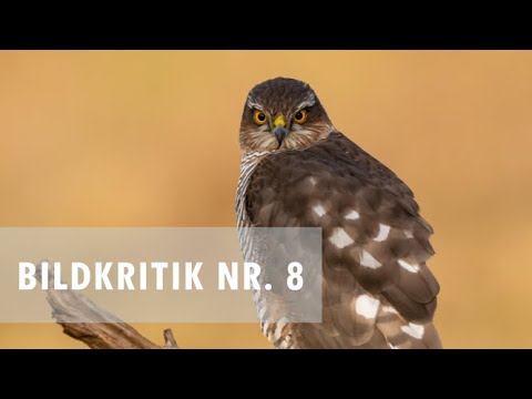 Ich beurteile eure Bilder/Bildkritik Nr. 8