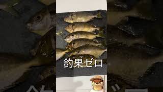 アイゴはヒレに毒あるらしい #料理 #fishing #グルメ好き