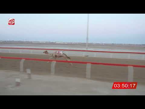  ش 2 (عزام) لـ ساري محمد بن كراز المهيري 6:33:19 ، مهرجان العين 2026/07/12 حول وزمول الوثبة
