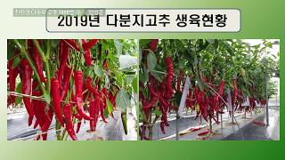 친환경 다수확 고추 재배법 9 (마지막회)