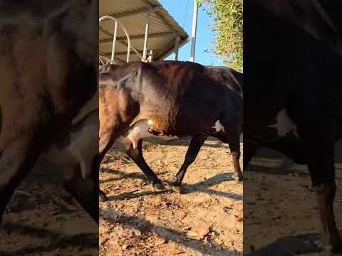 disponible en Sonsonate santo domingo de Guzman WhatsApp 60632341