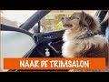 Sjakie verliest zijn wilde haren | DierenpraatTV