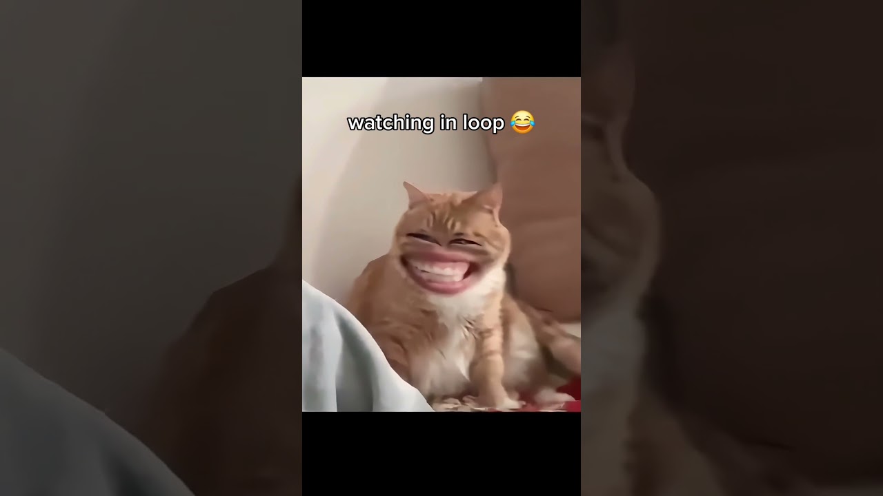 Follow for more face swap kitties! #cat #bestcatvids #funny #cute #pets #funnypetsmoments