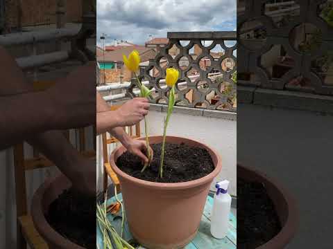 4 AWESOME photos with flowers🌹 #photoshoot #spring #shorts