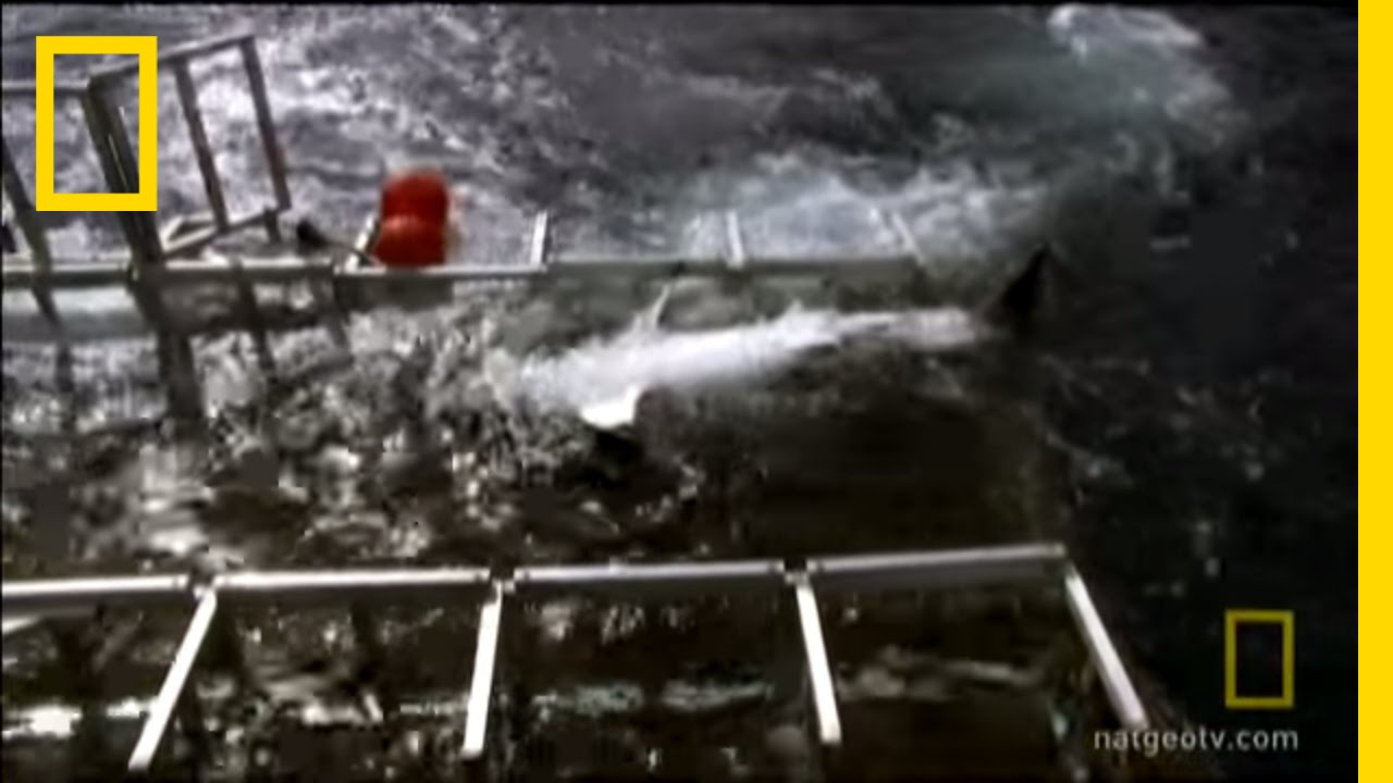 Reeling in a Giant Shark | National Geographic