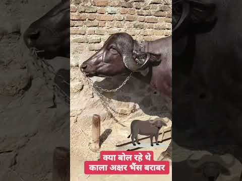 Kya bol rahe the Kala Akshar Bhains barabar👍👍👍🤟🤟🤟🔥❤