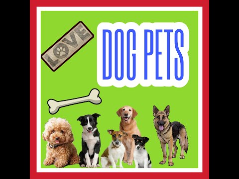 Belgian, poodle vs askal... 😀😀😀