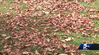Trees suffer, lose leaves from extreme heat in Oklahoma