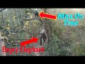 Asian Engry Elephant Attack Elephant Attack Elephant Elephant