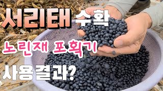 무농약 가능 ^^ 서리태콩 수확 노린재 포획기 사용 결과 서리태 가격?