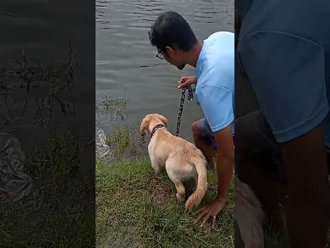 Brownie's First Swimming | Golden Retriever First Swimming