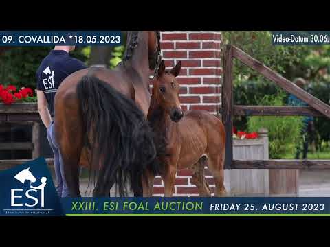 09. COVALLIDA filly by Covalliero x Calido I x Argentinus www.esi.auction