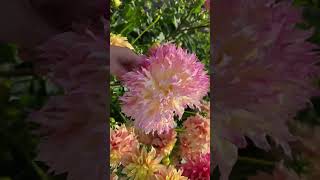 Download lagu Pretty dahlia flower mp3 Download lagu Pretty dahlia flower mp3