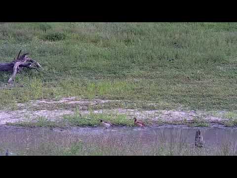 Djuma: Father Egyptian Goose chasing Guinea Fowls away from the Goslings - 07:36 - 12/26/21