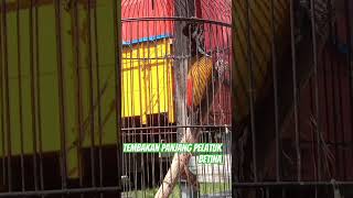 Download lagu Pelatuk bawang betina nembak panjang #kicaumania #kicauannusantara #kicaubird #birds #burung #kicau mp3