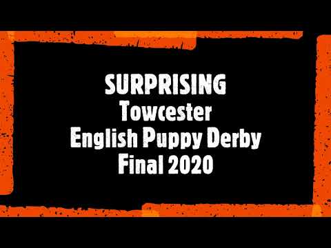 Surprising Towcester English Puppy Derby Final 2020