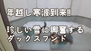 【カニンヘンダックスフンド】2021年もお世話になりました