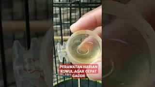 Download lagu DAILY CARE FOR WULUNG HUMMINGBIRD SO THAT IT COME OUT TO SING QUICKLY mp3