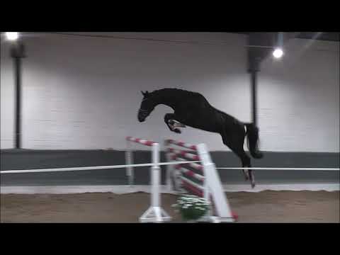 BARCLAY 5j. v. Barcley (Baloubet du Rouet - Clearway) - Armand