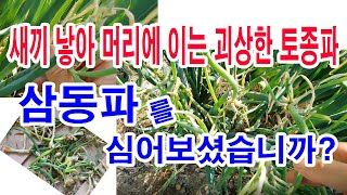 새끼 낳아 머리에 이는 괴상한 토종파 삼동파를 심어보셨습니까? -대파, 쪽파, 양파, 달래파.. 여기에 삼동…