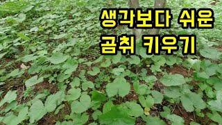곰취 키우는 방법