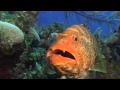 Reef Libre The Book The Movie Trailer