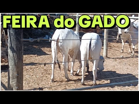 FEIRA DO GADO, TANQUE NOVO BA 