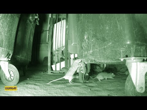 Pod ich kamienicą powstało miasto szczurów. „Przychodzą na lunch” (UWAGA! TVN)
