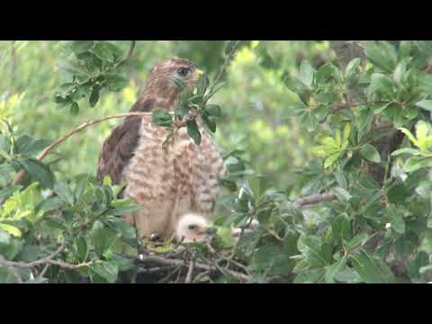 Afternoon of day 9. Largest baby hawk learning to manage its wings. Broad-winged Hawks 2020.
