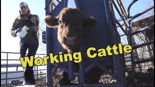 Ringworm isn’t caused by Worms: Treating Cattle