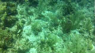 preview picture of video 'Belize scuba diving, Around the Silk Cayes, Placencia. 2012'