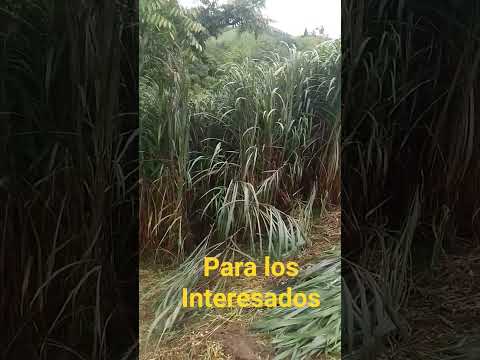 pasto de corte para los interesados en Acevedo Huila #campocolombiano #pasturas #lomejor
