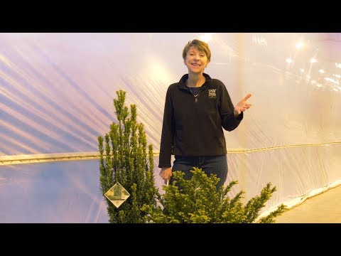 Stonehenge Skinny™ and Stonehenge Dark Druid™