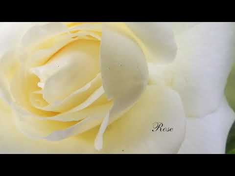 Magnificent Yellows of an Indian Summer