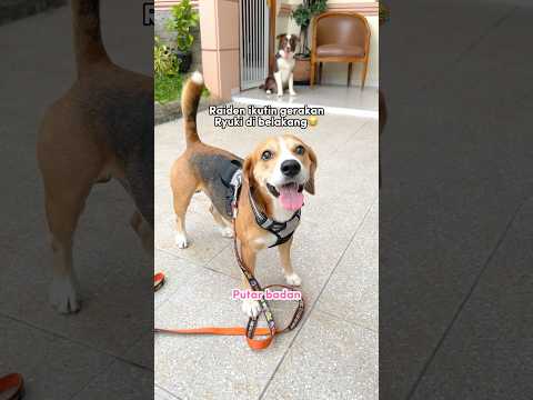 RAIDEN DOESN'T WANT TO LOSE TO RYUKI‼️🤣 #bordercollie #cutedog #shorts