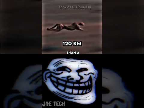 sigma dog vs tiger vs man speed challenge #respect #sigma #vs #shorts #sigmarule #surajactor #asmr