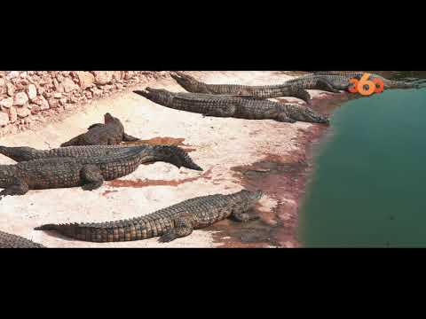 Institutional Film — 02