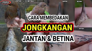 Download lagu Tips for differentiating male and female jays!! 🐦 mp3 Download lagu Tips for differentiating male and female jays!! 🐦 mp3